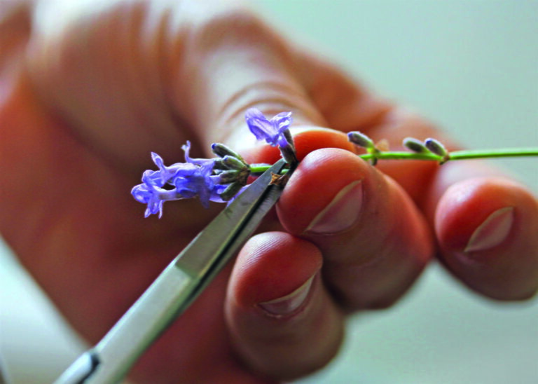 Création d'une charte graphique pour un centre de recherche sur les plantes à parfum