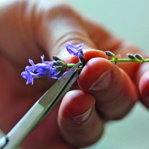 Création d'une charte graphique pour un centre de recherche sur les plantes à parfum